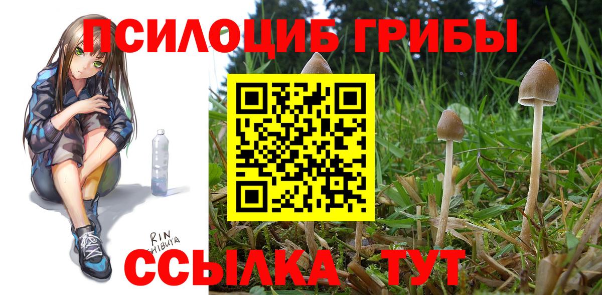 Новокуйбышевск  Псилоцибиновые грибы MAGIC MUSHROOMS  где найти   Вход с VPN 
